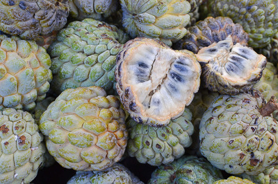 Annona squamosa